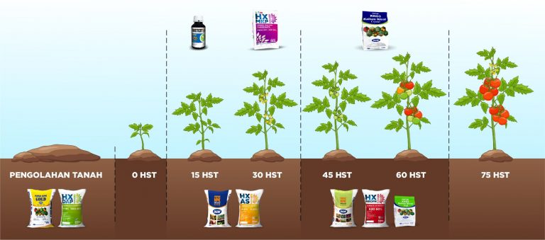 ilustrasi-pertumbuhan-tanaman-tomat
