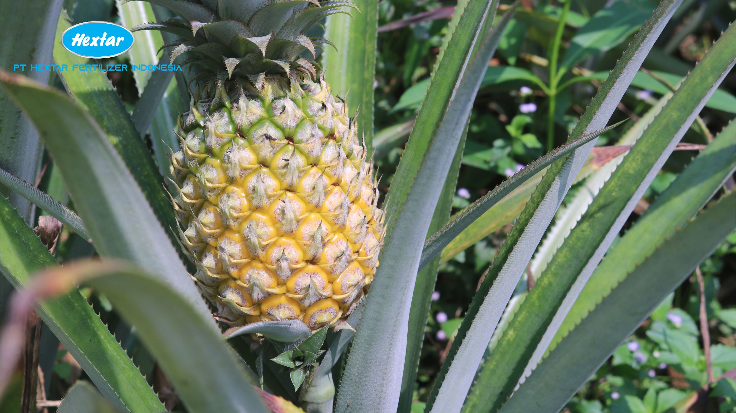 Panduan Lengkap Pemupukan Tanaman Nanas - DGW Fertilizer