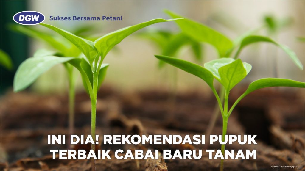 Rekomendasi-pupuk-cabai