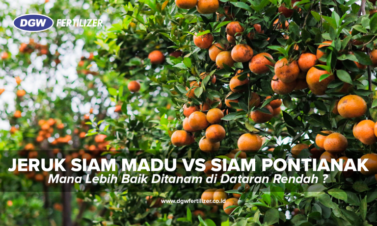 Jeruk-Siam-Madu-Jeruk-Siam-Pontianak
