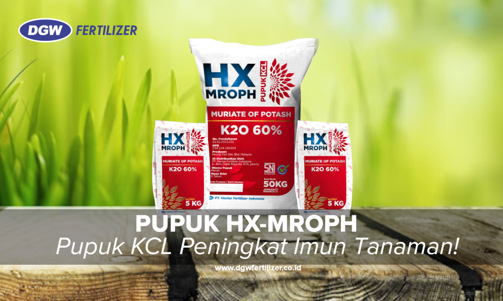Pupuk-KCL