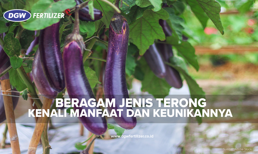 Jenis-Terong