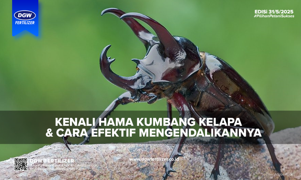 Hama-kumbang-kelapa