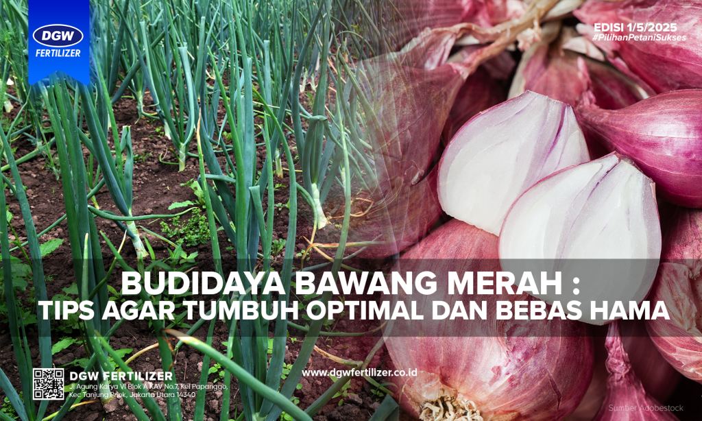 Budidaya-Bawang-Merah