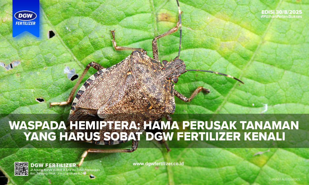 hama-hemiptera