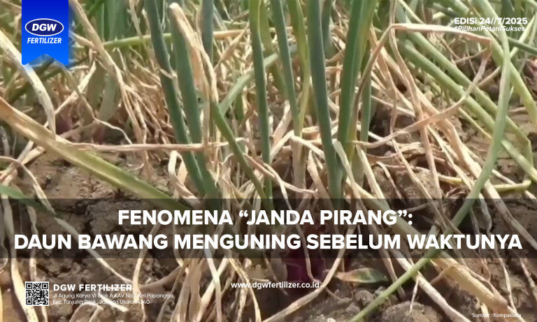 FENOMENA-JANDA-PIRANG