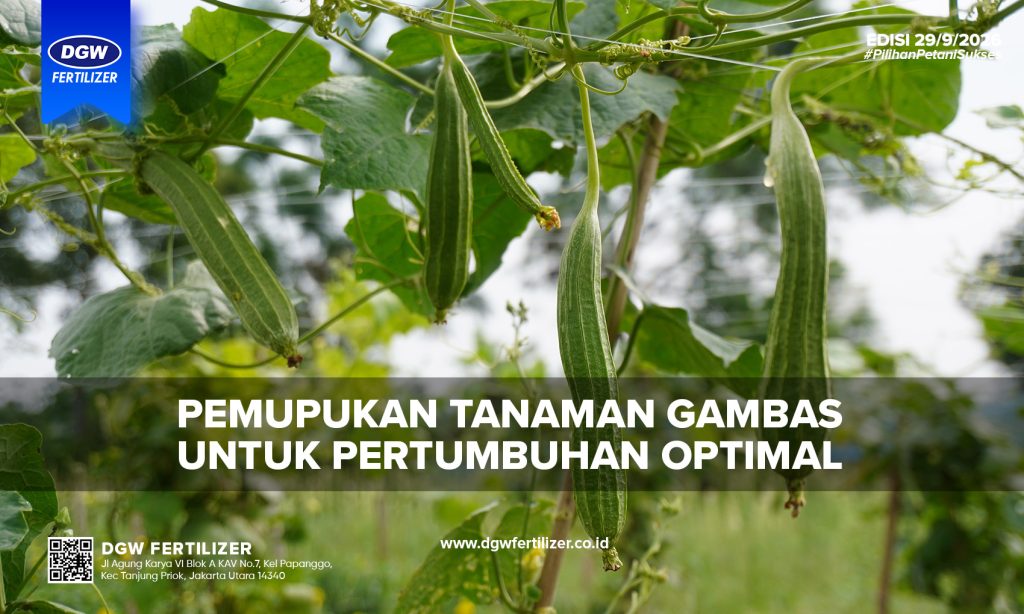 PEMUPUKAN-TANAMAN-GAMBAS-