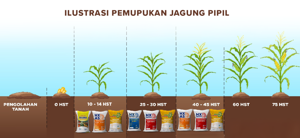 ilustrasi-pemupukan-tanaman-jagung-pipil-dgw-fertilizer