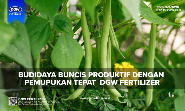 pemupukan-tanaman-buncis