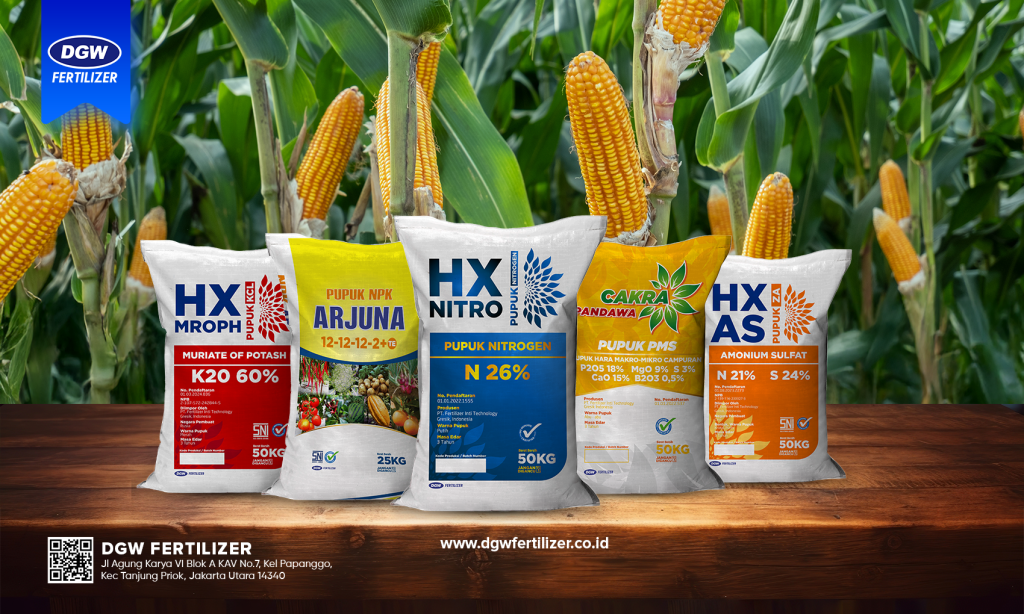 pemupukan-tanaman-jagung-pipil-dgw-fertilizer-