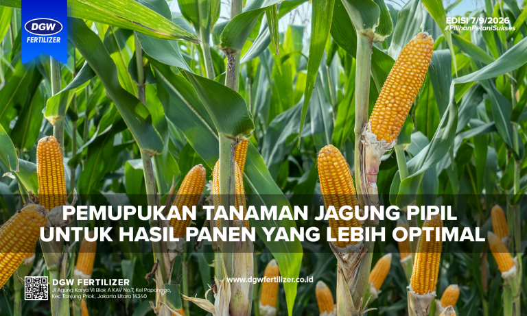 pemupukan-tanaman-jagung-pipil-dgw-fertilizer
