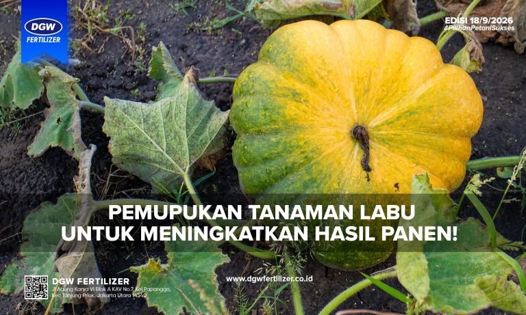 pemupukan-tanaman-labu