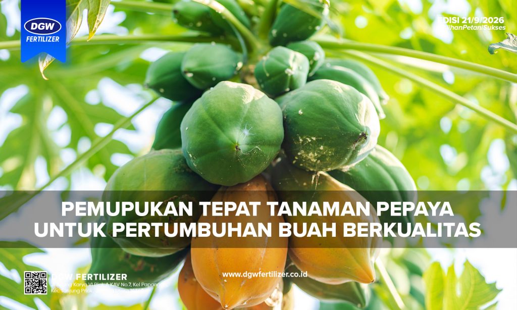 pemupukan-tanaman-pepaya